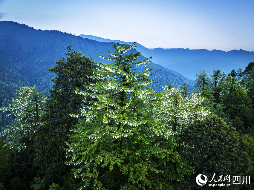 珙桐花開。何為攝