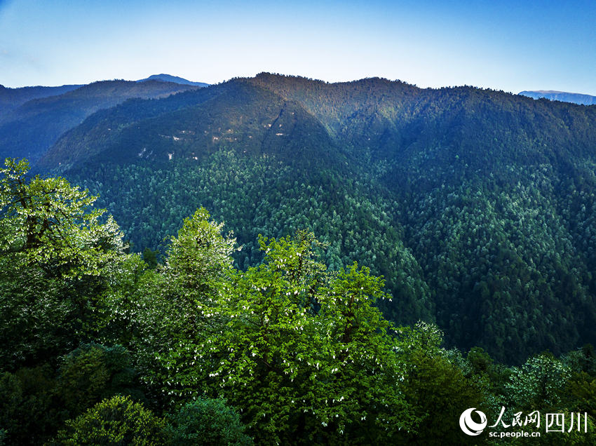 珙桐花開。何為攝