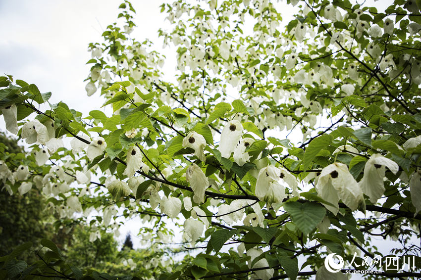 一朵朵珙桐花如白鴿舒展雙翅。何為攝