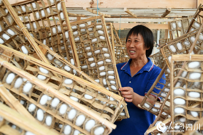 蠶桑產業助農民增收。蘭自濤攝