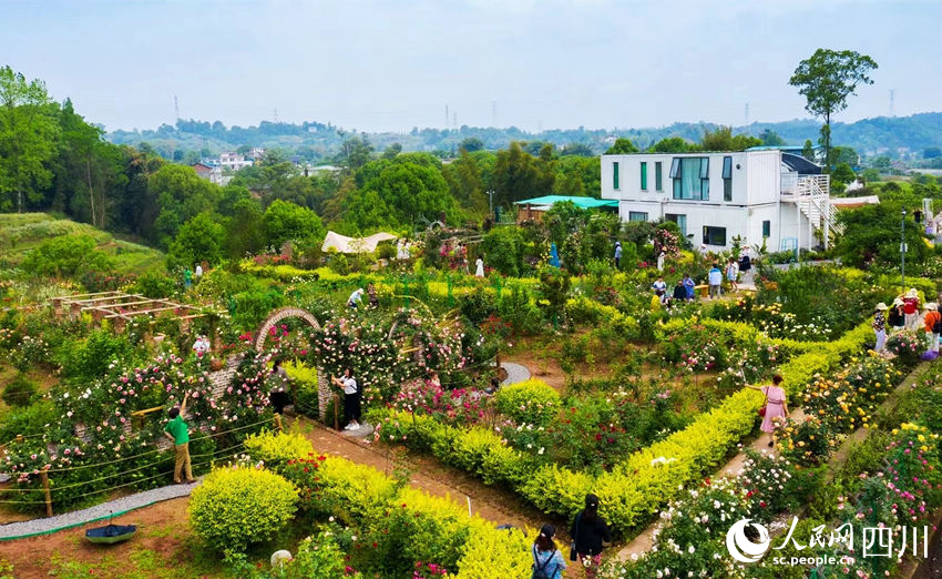 游客在聚興家庭農場游玩。李悅攝