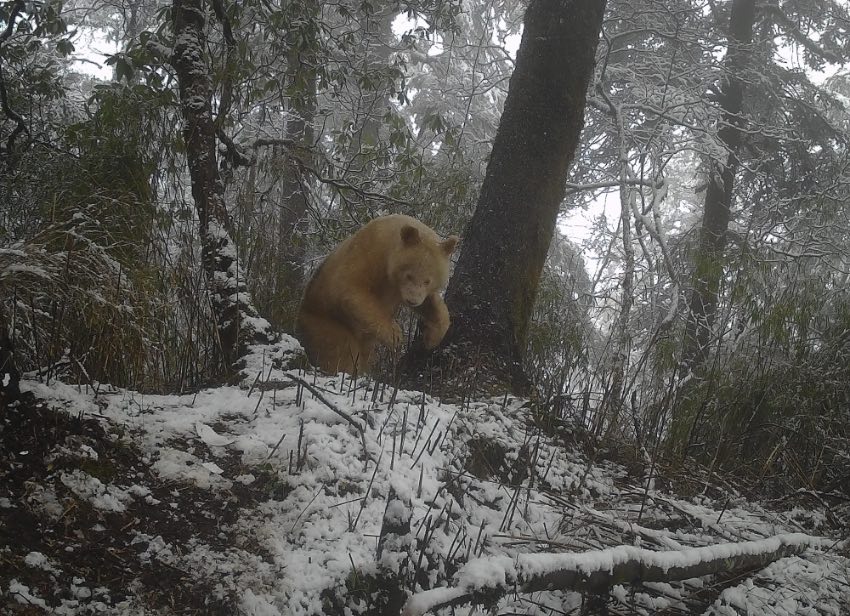 白色大熊貓。四川臥龍國家級自然保護區供圖