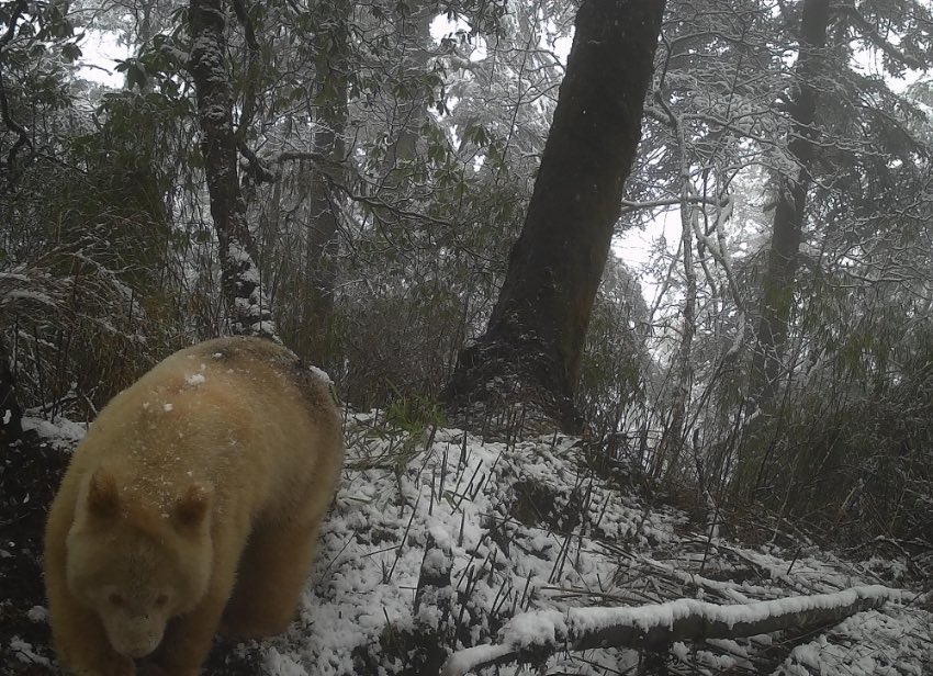 白色大熊貓。四川臥龍國家級自然保護區供圖