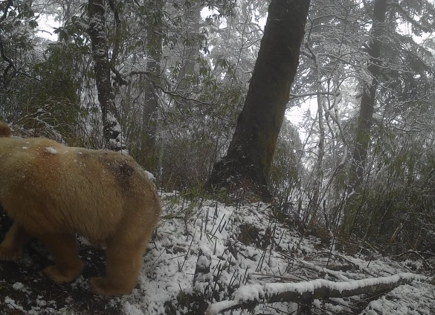 白色大熊貓身影。四川臥龍國家級自然保護區供圖