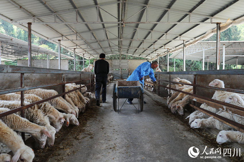 當地殘疾人在湖羊谷學習養殖技術。人民網 彭茜攝