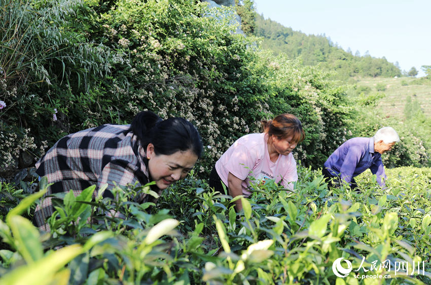 茶農在“白葉一號”茶葉基地進行夏季管護。人民網 彭茜攝