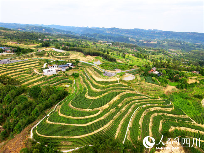 茶園。曾莉供圖