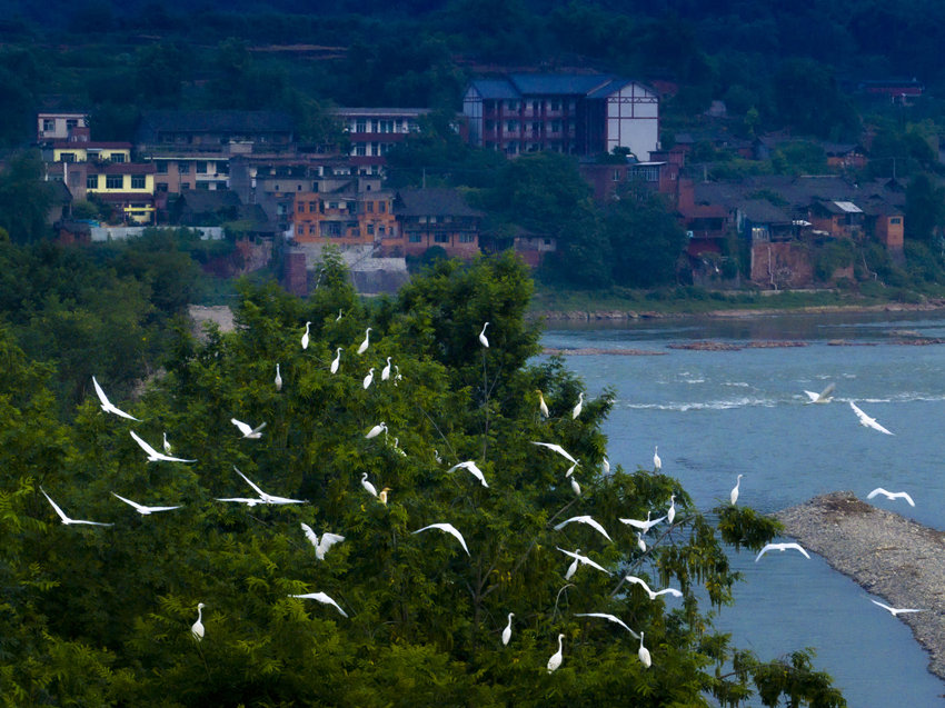 上千只白鷺在岷江河畔棲息。眉山市彭山區委宣傳部供圖