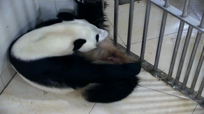 5月29日，在中國大熊貓保護研究中心臥龍神樹坪基地，大熊貓“鑫鑫”正在產崽。視頻截圖