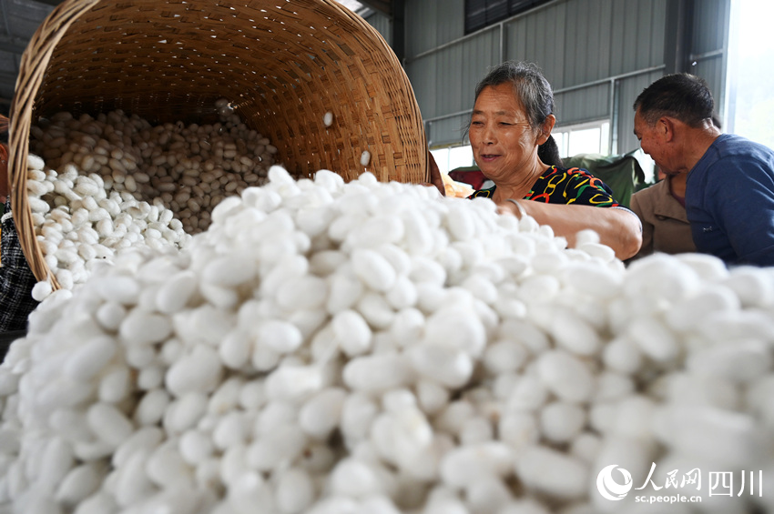 蠶農踴躍售賣夏繭。蘭自濤攝