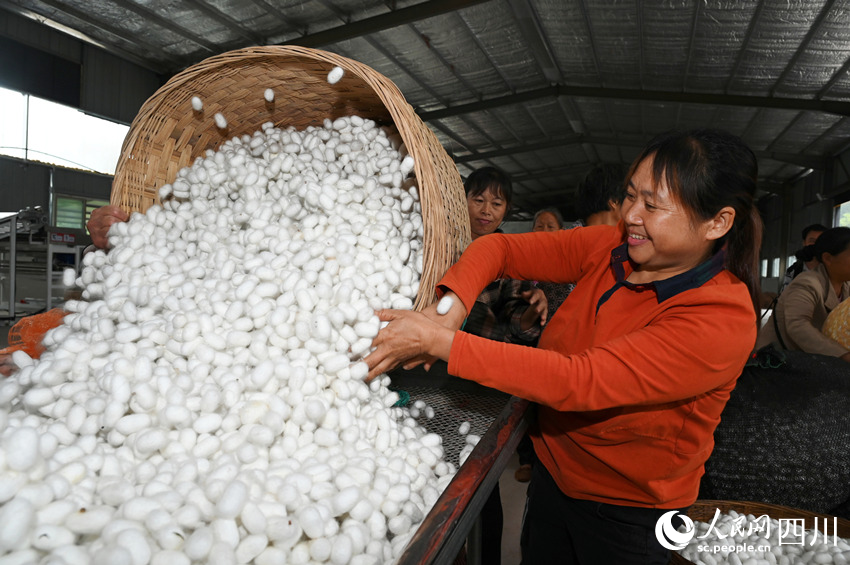 蠶農踴躍售賣夏繭。蘭自濤攝