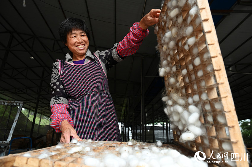 蠶農在采收夏繭。蘭自濤攝