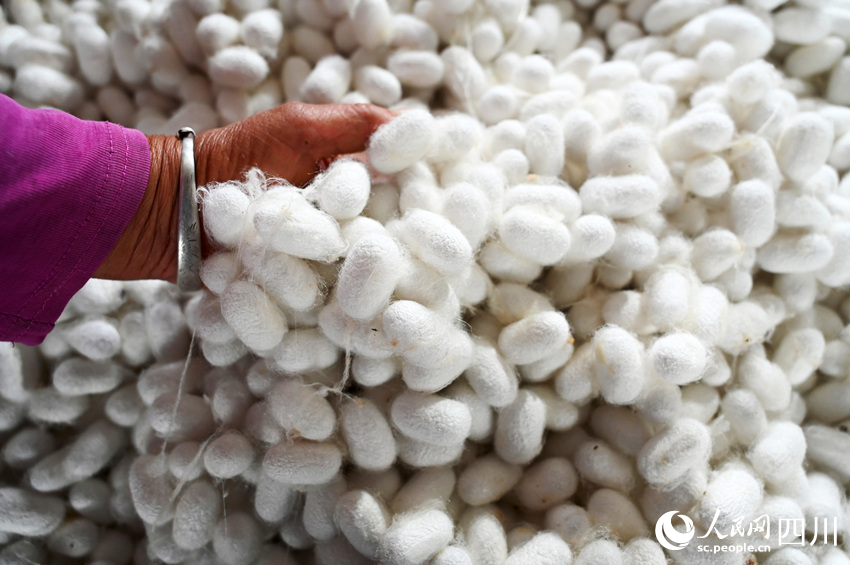 蠶農踴躍售賣夏繭。蘭自濤攝