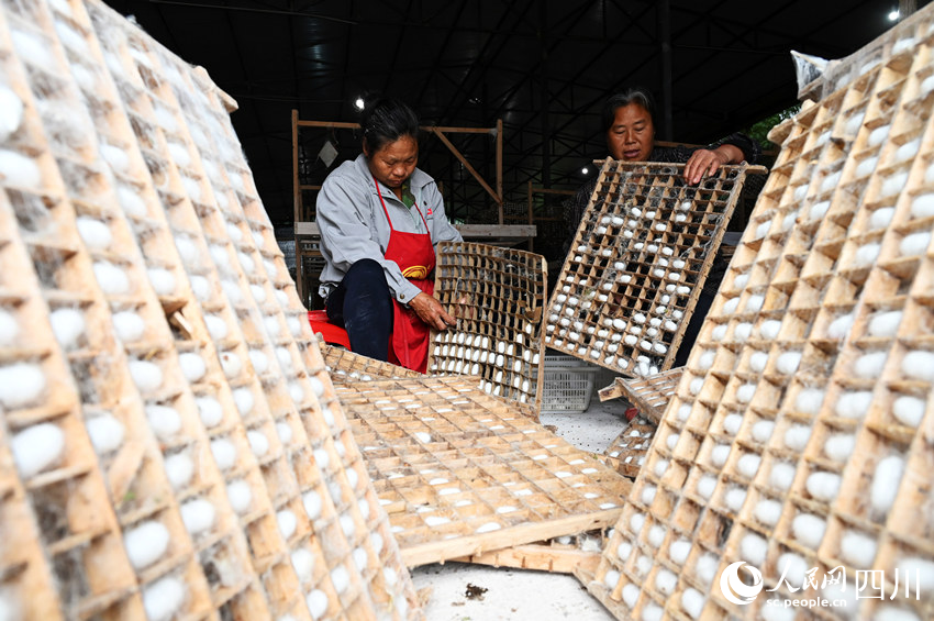 蠶農在采收夏繭。蘭自濤攝