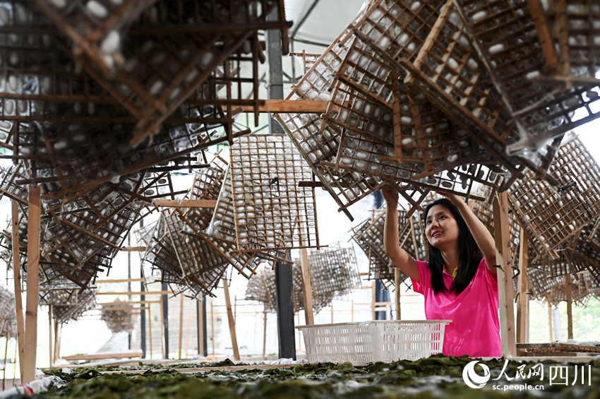 蠶農在采收夏繭。蘭自濤攝