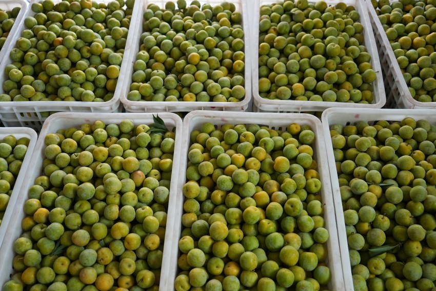 李子豐收啦！ 高縣融媒體中心供圖