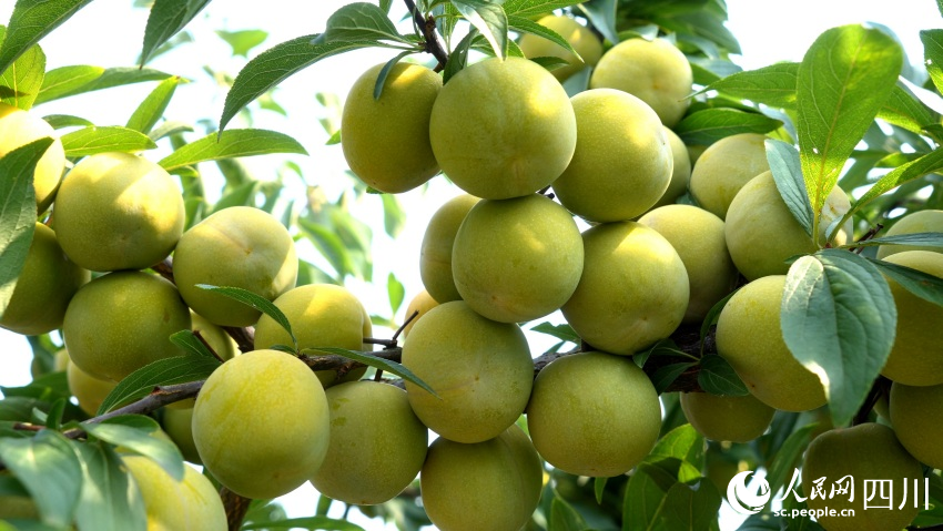 “流米李”掛滿枝頭。 張鈺晴攝