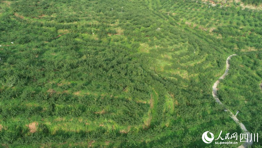 航拍安和村流米李現代農業示范園。張鈺晴攝