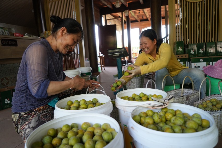 李子豐收，村民滿臉笑容。高縣融媒體中心供圖