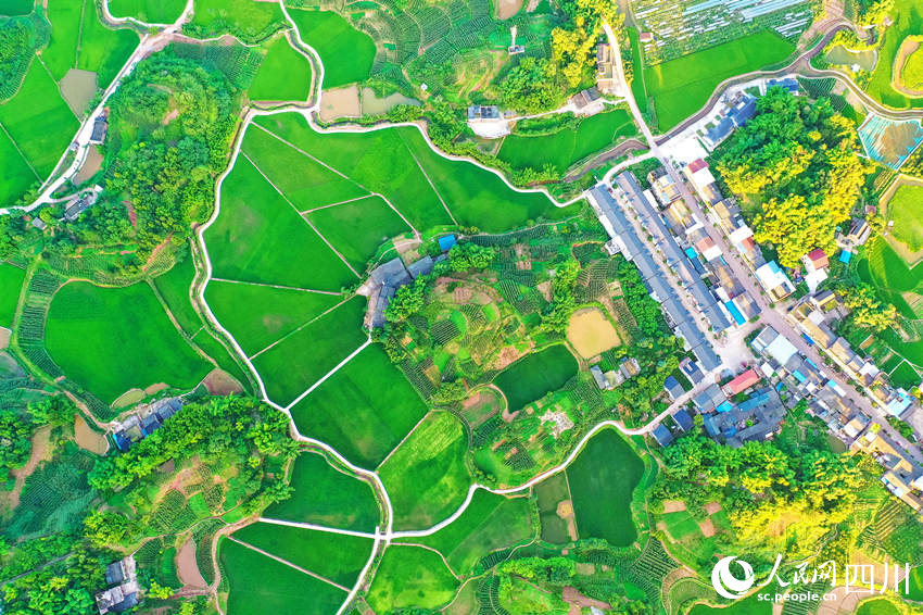 瀘州市納溪區打古鎮古純村的高標準農田與村落相互映襯。廖勝春攝