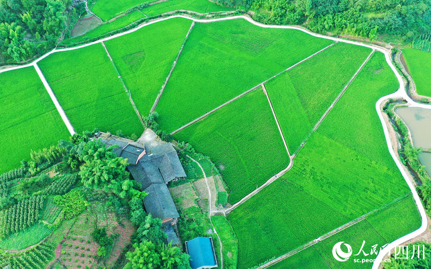 田成方、路相連、渠相通，田間一派生機勃勃的景象。廖勝春攝