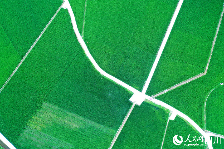 田間水稻長勢喜人。廖勝春攝