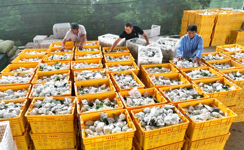 打包裝箱。潘建勇攝