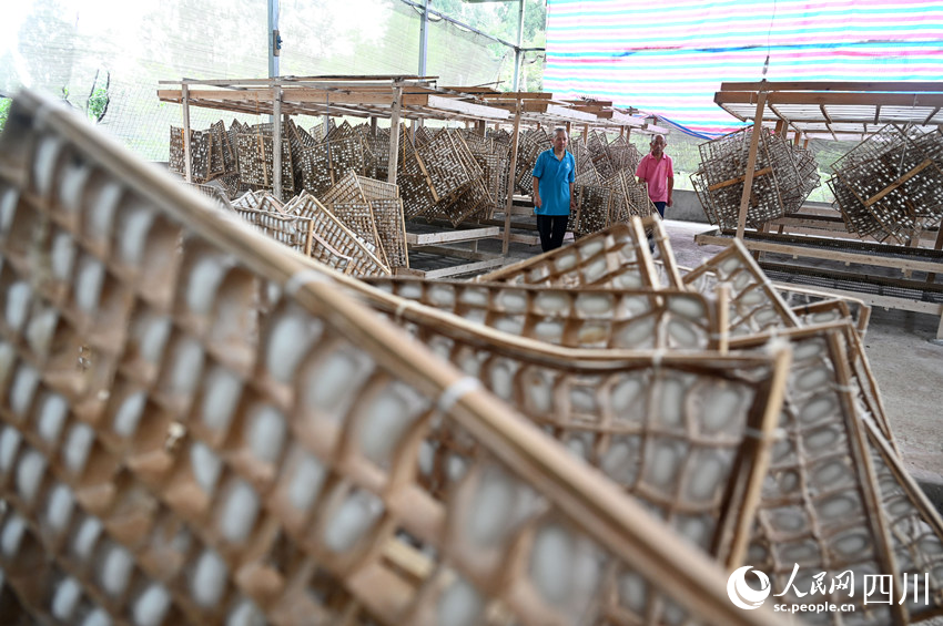 蠶桑產業已成為當地農民增收的重要支柱產業。蘭自濤攝
