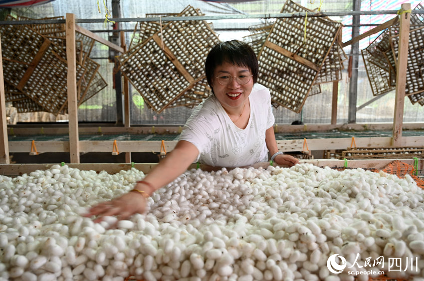 蠶桑產業已成為當地農民增收的重要支柱產業。蘭自濤攝