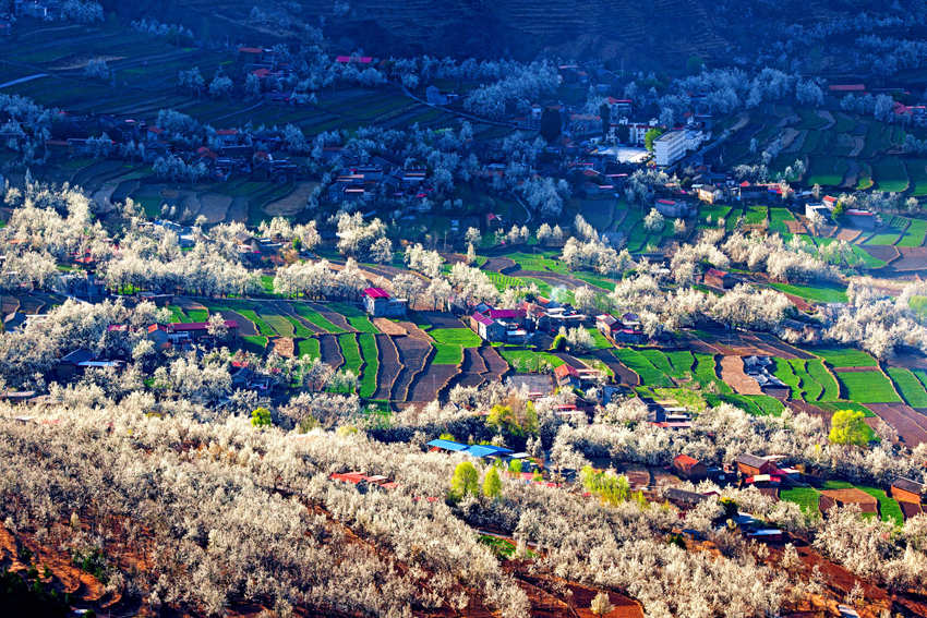 大金川上看梨花，梨云悠悠，滿山遍野潔白一片。金川縣供圖