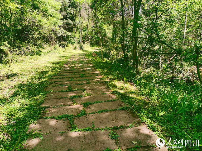 千年蜀道上，碧草青青長。人民網記者 劉海天攝