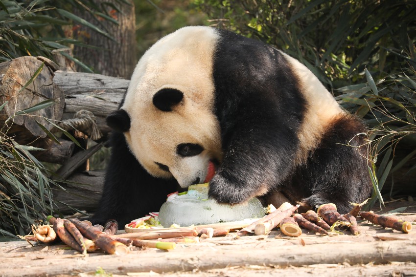 大熊貓“芝麻”。成都大熊貓繁育研究基地供圖