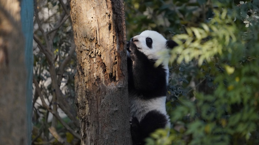 大熊貓正在爬樹。成都大熊貓繁育研究基地供圖