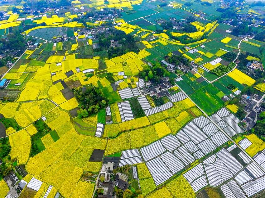 川西平原的春天。陳和勇攝