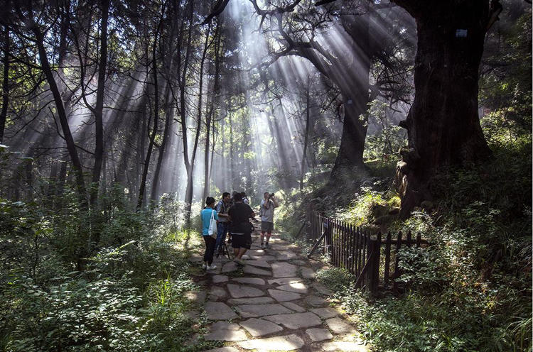 游客在翠云廊拍攝古樹。劍閣縣委宣傳部供圖