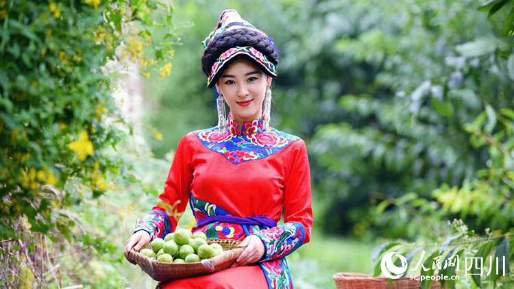 采摘李子的水果薩朗妹。李里攝