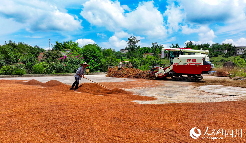 晾曬糧食。劉學懿攝