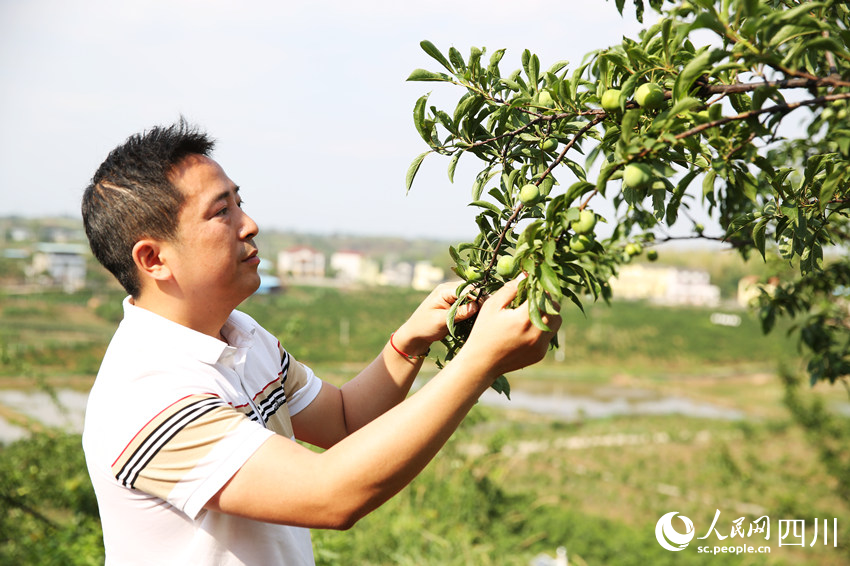 徐飛查看水果長勢。林巧攝