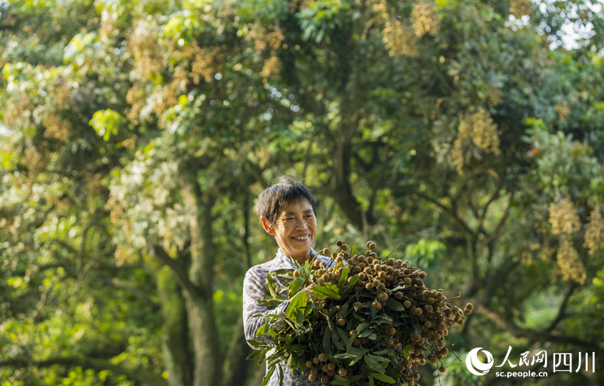 桂圓獲豐收。劉學懿攝