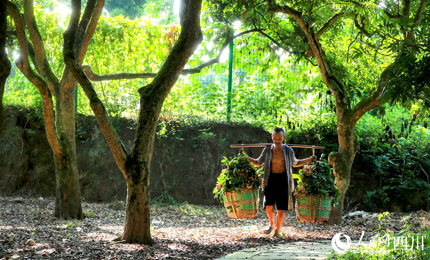 運送桂圓。劉學懿攝