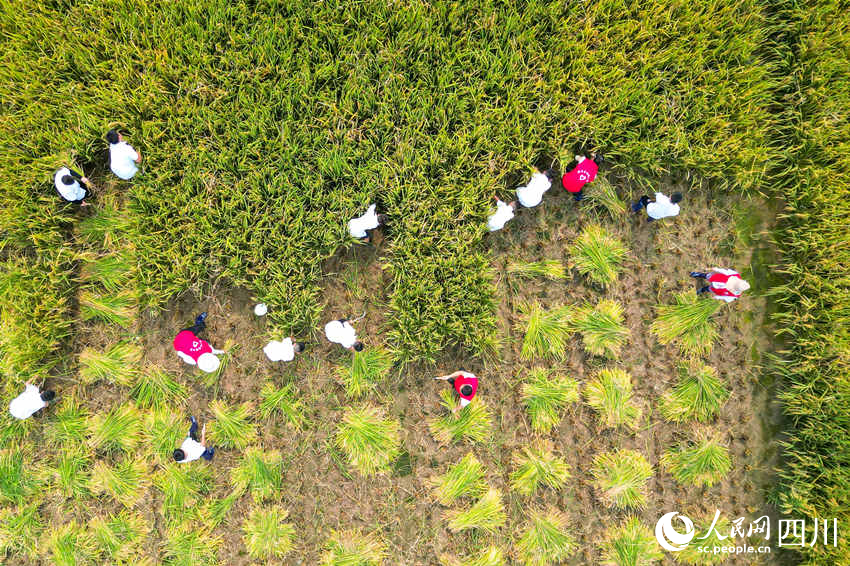 開學第一課走進“田間課堂”。翁光建攝