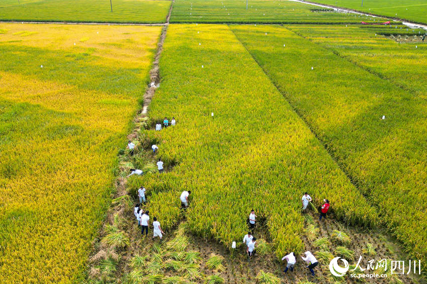 開學第一課走進“田間課堂”。翁光建攝