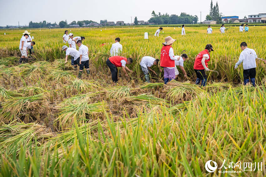 開學第一課走進“田間課堂”。翁光建攝