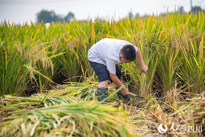 開學第一課走進“田間課堂”。翁光建攝