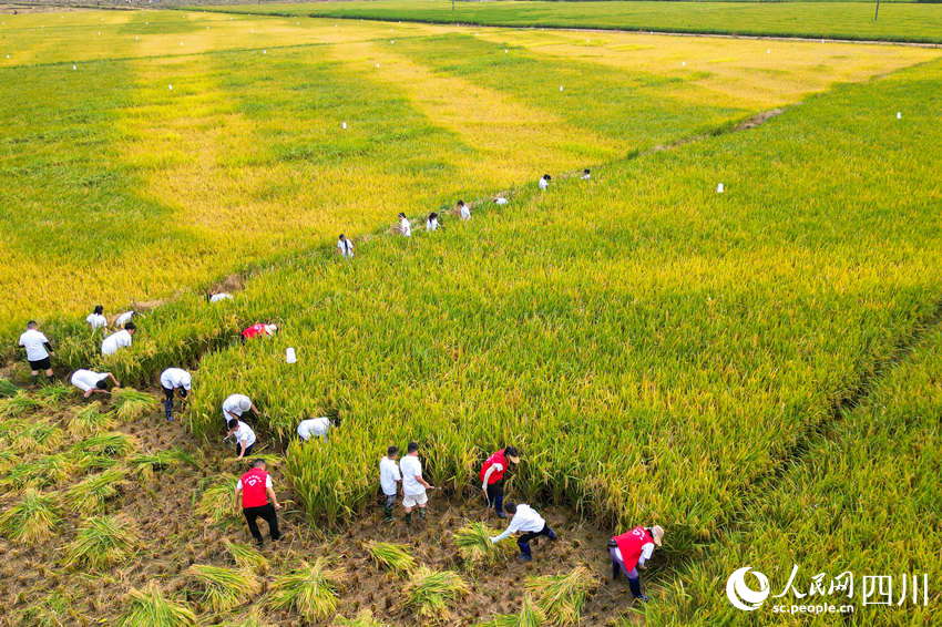 開學第一課走進“田間課堂”。翁光建攝