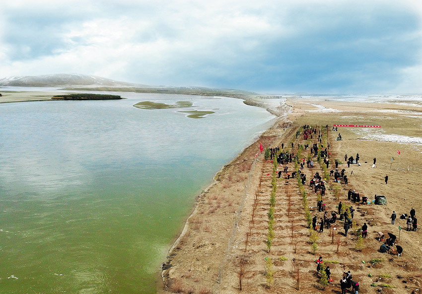 黃河干流植樹。阿壩州委宣傳部供圖