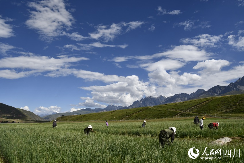 正在甘孜縣草種繁育基地忙碌的村民。人民網記者 王洪江攝