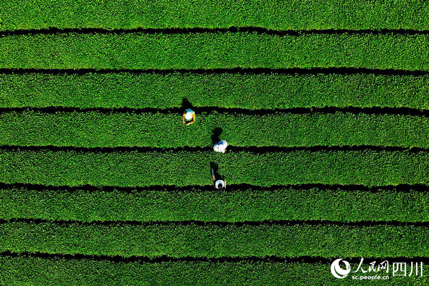 茶農在茶園采摘茶葉。廖勝春攝