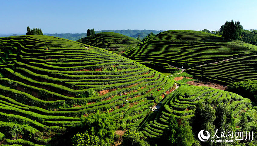 茶園郁郁蔥蔥。廖勝春攝