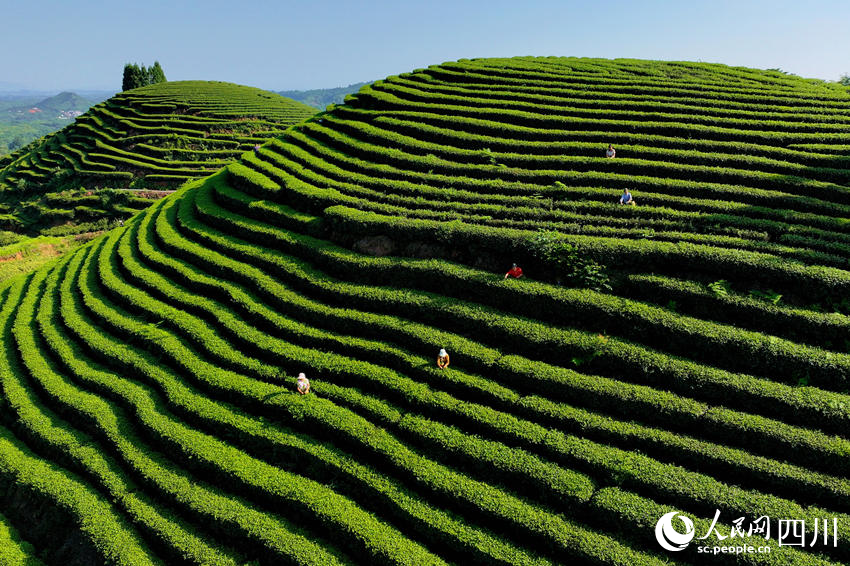 茶園郁郁蔥蔥。廖勝春攝